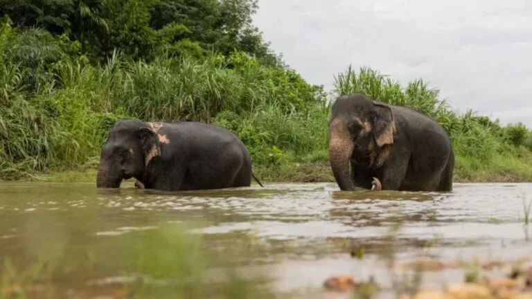 Sanctuaire Elephants