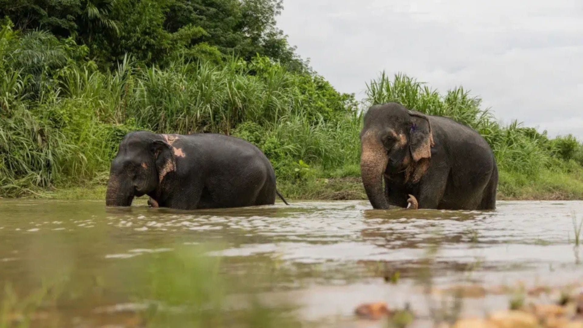 Sanctuaire Elephants