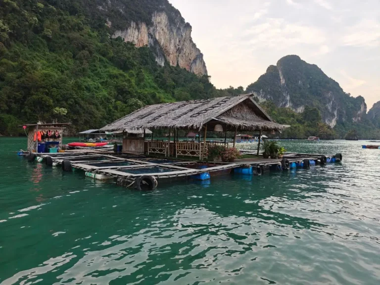 Ferme aquacole flottante sur les eaux de la baie de Phang Nga, entourée de falaises karstiques à Laem Sak