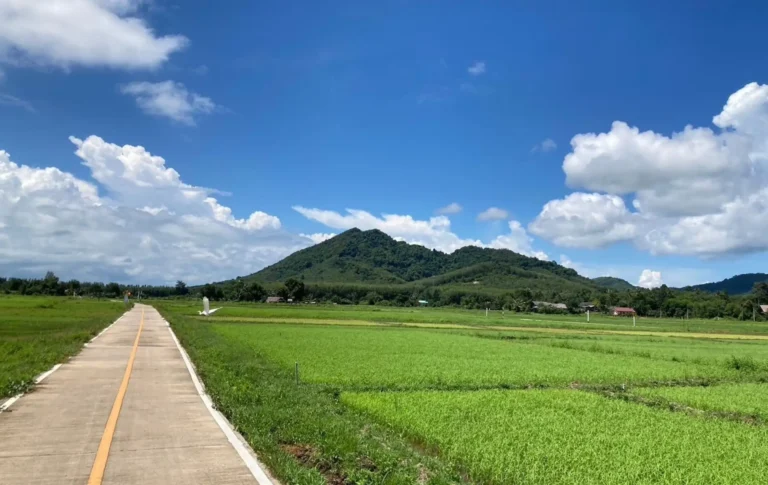 Route longeant les rizières de Koh Yao Noi avec colline boisée en fond, atmosphère rurale du sud Thaïlande