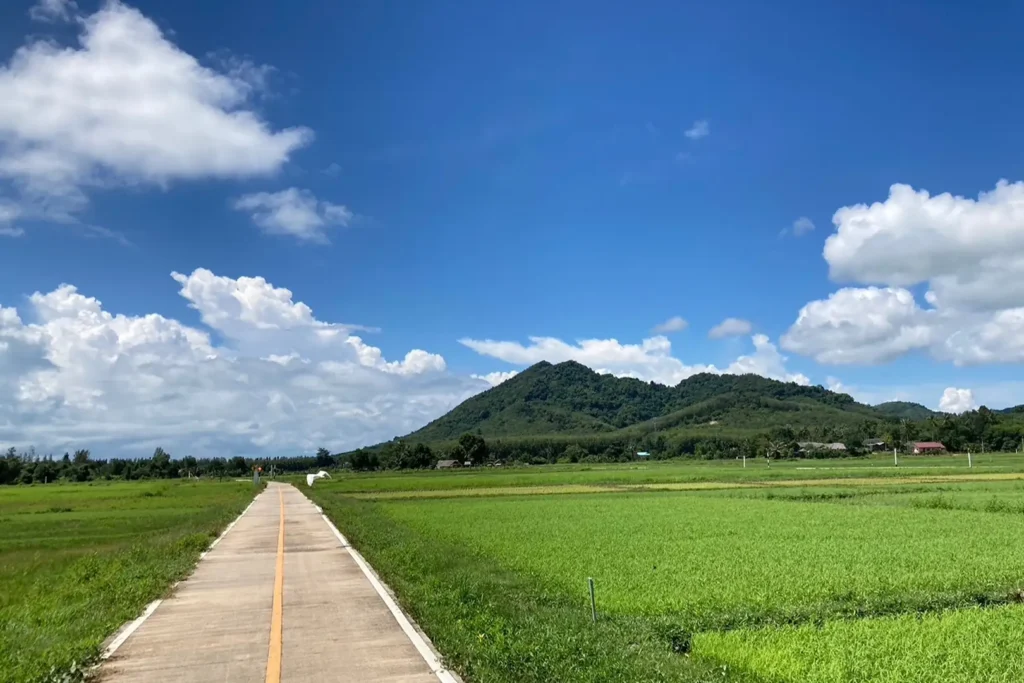 Route longeant les rizières de Koh Yao Noi avec colline boisée en fond, atmosphère rurale du sud Thaïlande