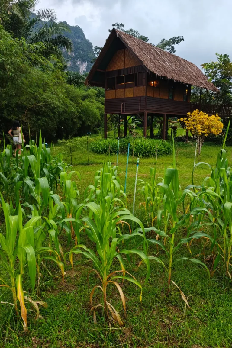 our-jungle-house-001