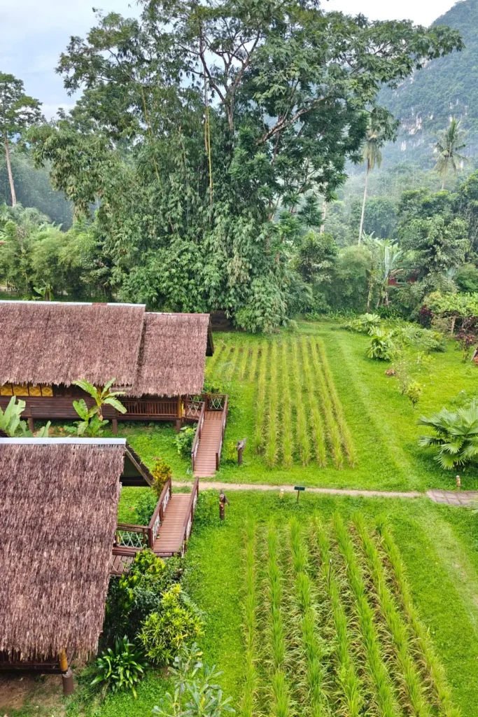 Bungalow à Khao Sok au milieu des rizières, une option de charme pour un séjour authentique au parc national de Khao Sok.
