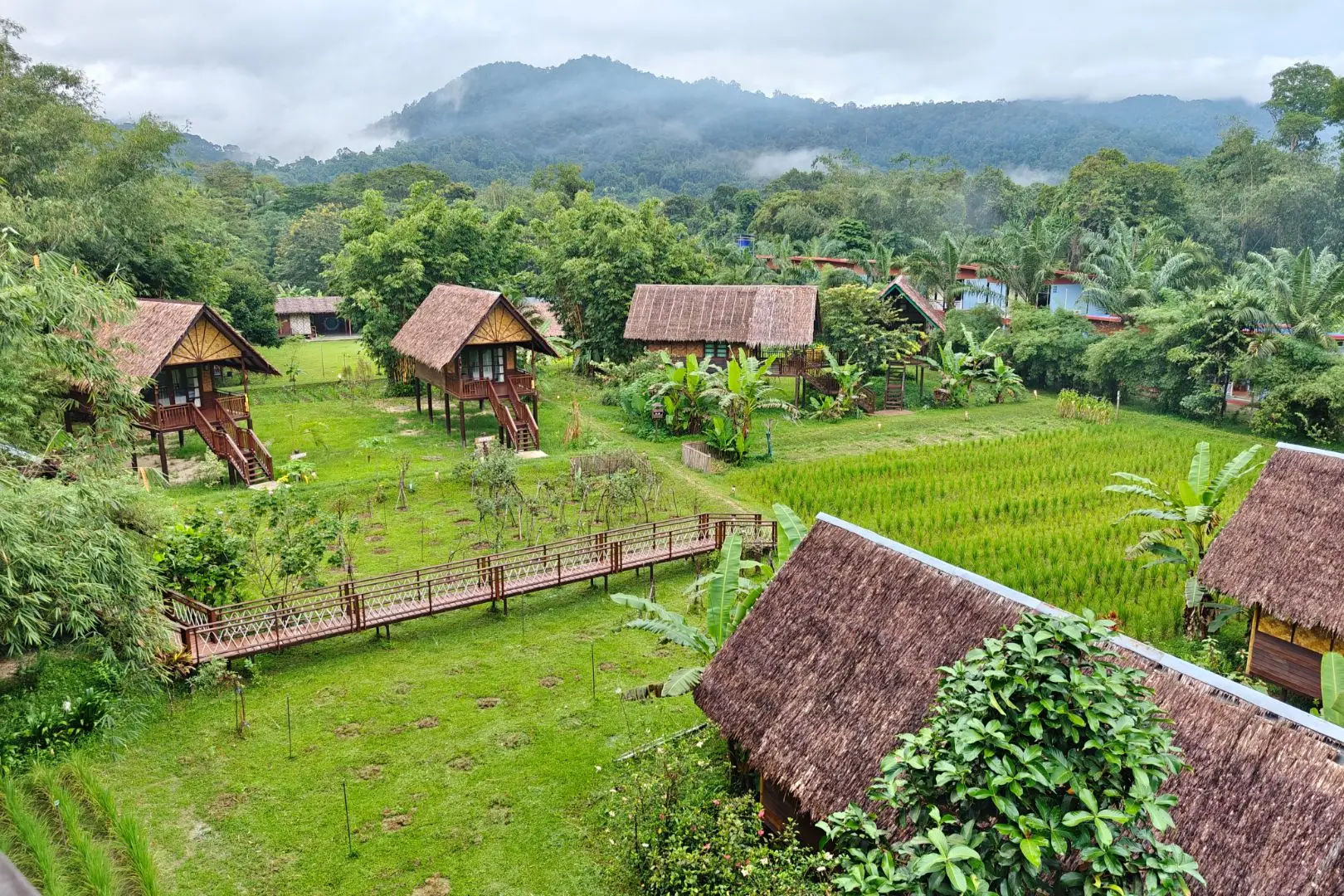 our jungle house 006