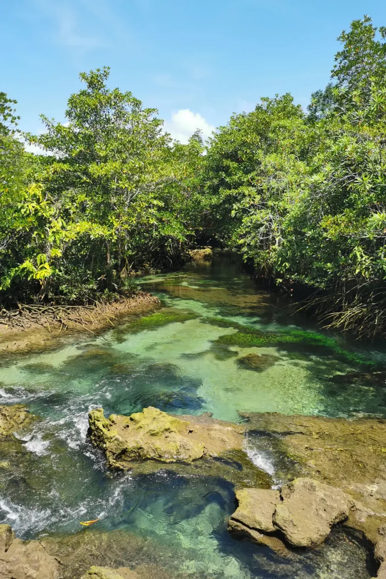 Passerelle en bois surplombant la rivière cristalline de Tha Pom Klong Song Nam, où l'eau douce rencontre l'eau de mer dans la mangrove.