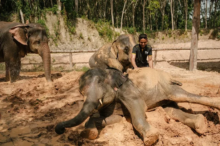 love-elephant-sanctuary-004