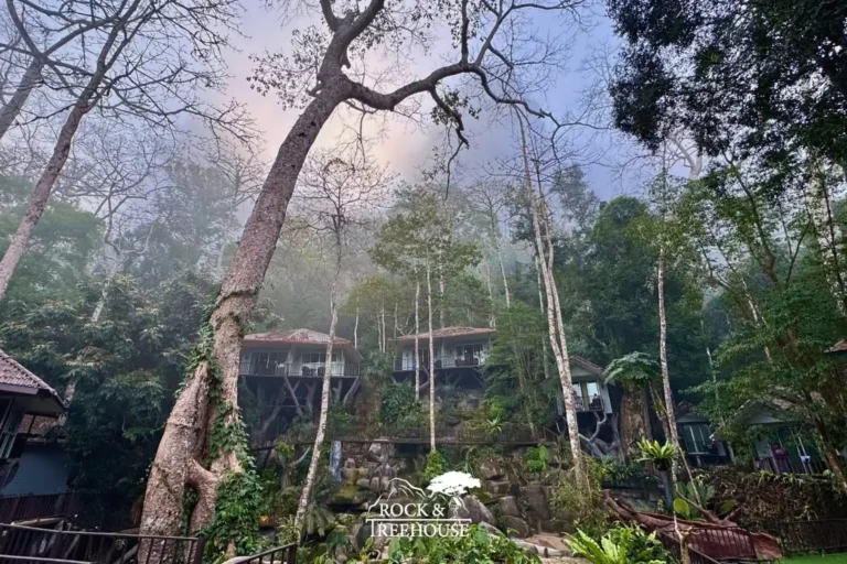 Essence du Sud 14 Vue extérieure de l'hôtel Rock & Tree House niché dans la jungle brumeuse de Khao Sok, bungalows sur pilotis entourés de grands arbres tropicaux, hébergement insolite pour une excursion lac Cheow Lan