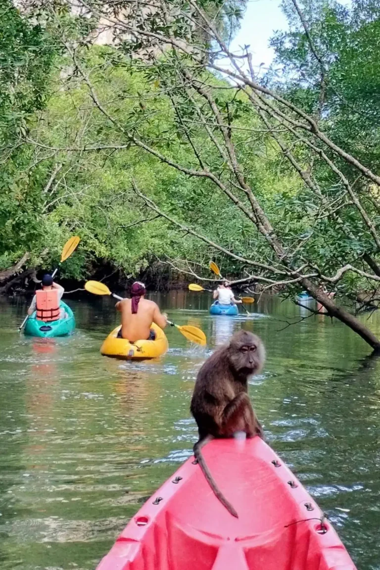Macaque curieux posé sur la proue d'un kayak dans la mangrove, rencontre insolite lors d'une excursion à Ao Thalane