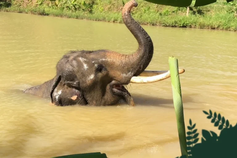 Éléphant se baignant dans une rivière boueuse, sanctuaire éthique Following Giants à Koh Lanta