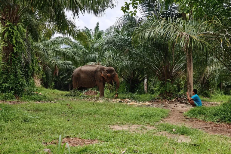 Éléphant se nourrissant à proximité d'un mahout, sanctuaire éthique Following Giants