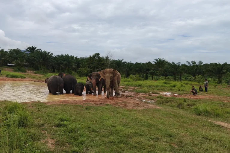 Troupeau d'éléphants et visiteurs autour d'une mare boueuse, sanctuaire éthique Following Giants