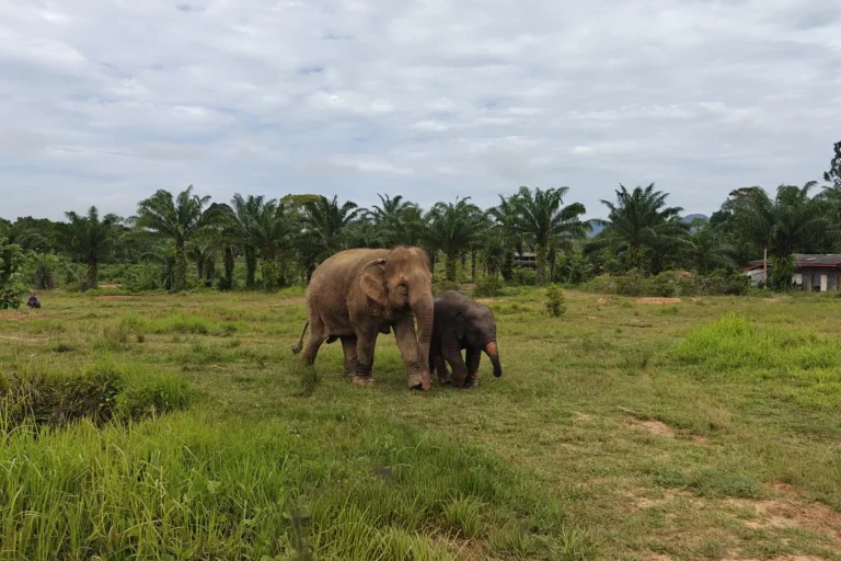 Éléphant et son petit se déplaçant dans la prairie, sanctuaire éthique Following Giants