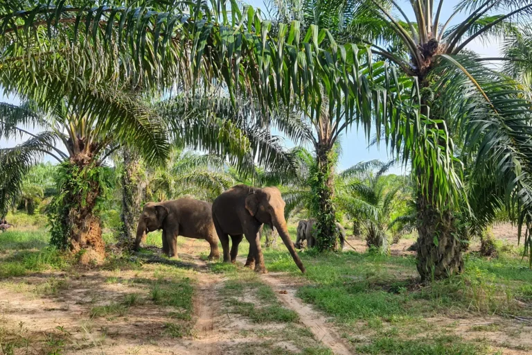 Éléphants se déplaçant sous les palmiers, sanctuaire éthique Following Giants à Krabi