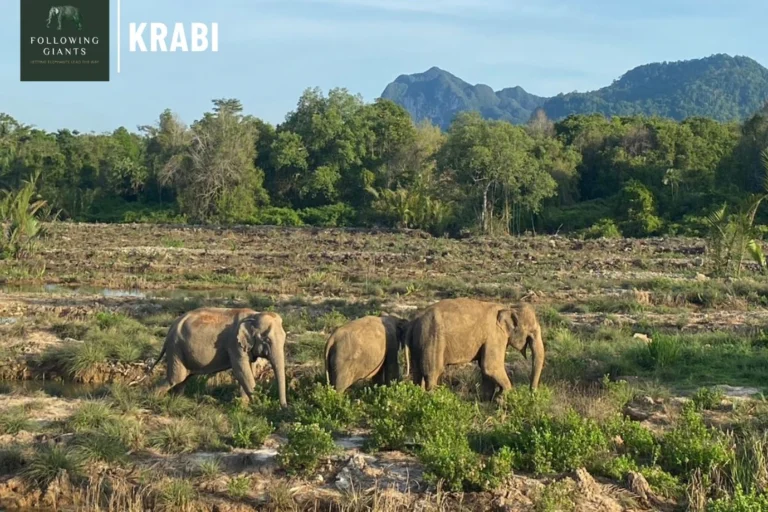 Trois éléphants traversant une clairière face aux montagnes, sanctuaire éthique Following Giants à Krabi