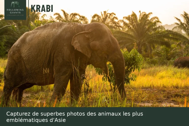 Éléphant se nourrissant dans les hautes herbes du sanctuaire éthique Following Giants, excursion à Krabi