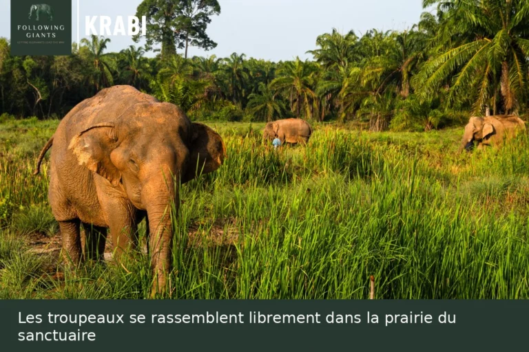 Troupeau d'éléphants évoluant librement dans la prairie du sanctuaire Following Giants, excursion à Krabi