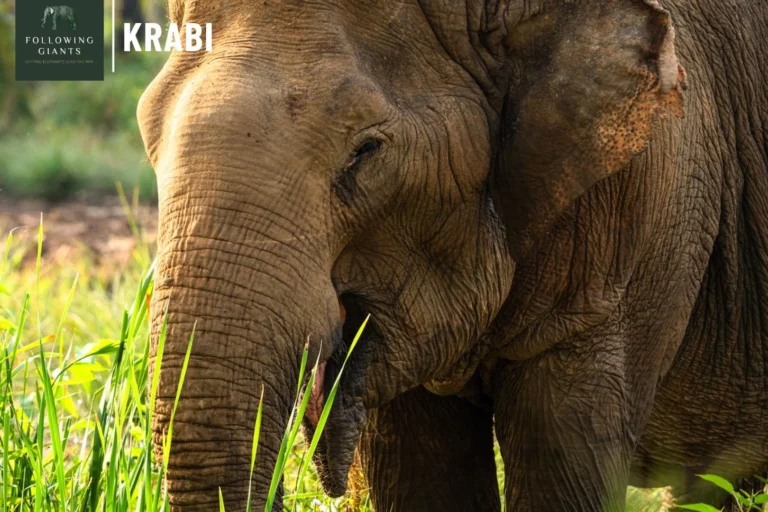 Gros plan sur un éléphant broutant dans les hautes herbes, sanctuaire éthique Following Giants à Krabi