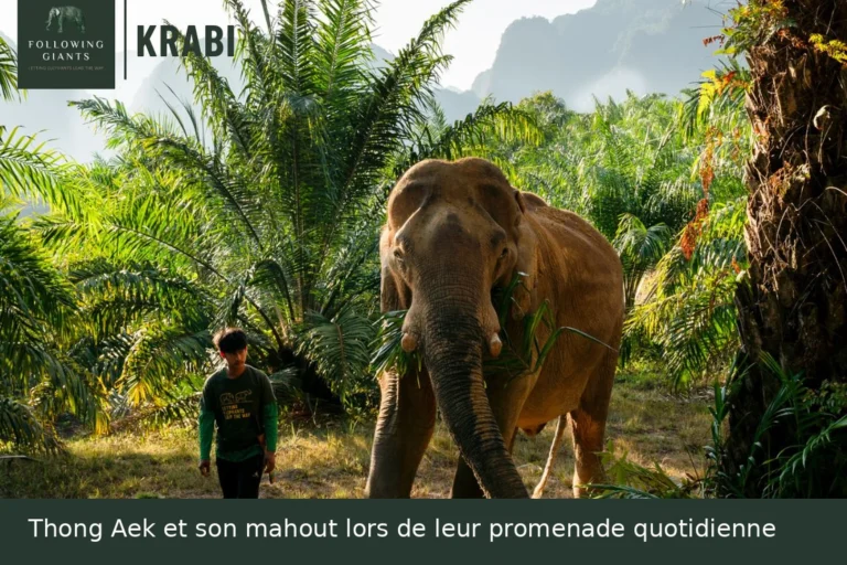 Thong Aek et son mahout lors de leur promenade quotidienne, sanctuaire éthique Following Giants à Krabi