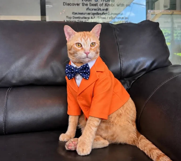 Sam Ka, le chat mascotte de Sanuk Voyages, en veste orange et nœud papillon